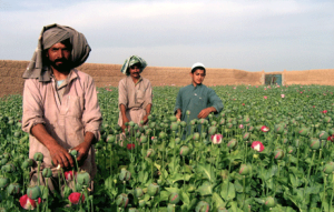 afghans in poppy fields