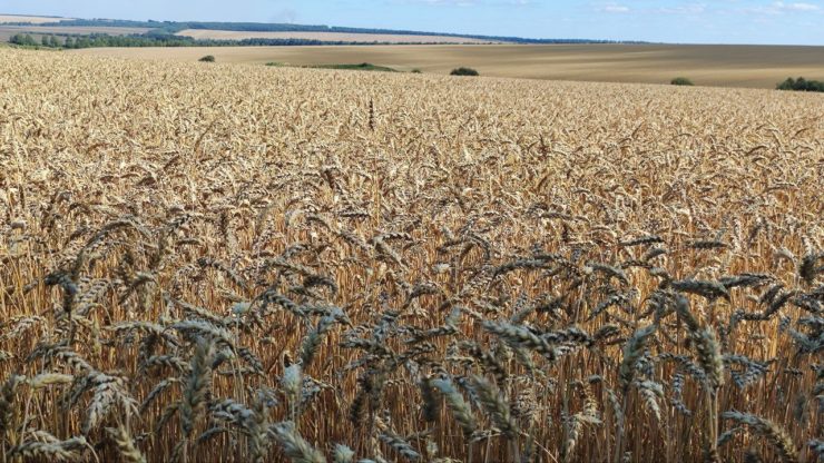 Зерновая дипломатия России, земельные реформы Украины и цели глобальной помощи