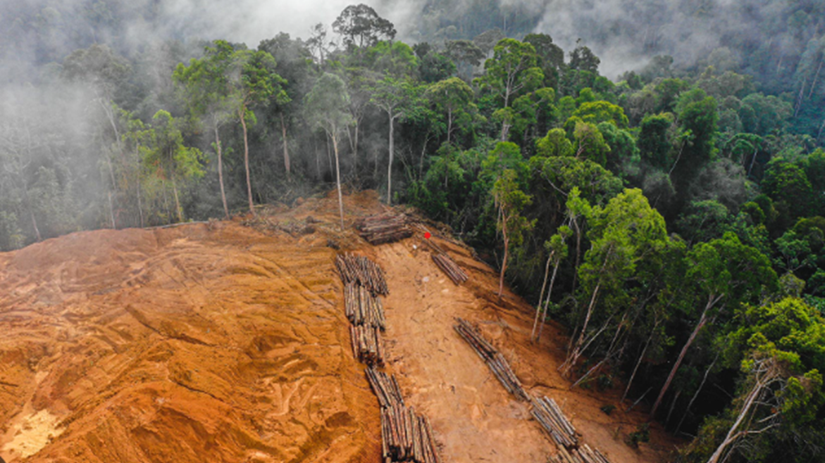 Loi anti-déforestation de l'UE et son impact sur le Sud global